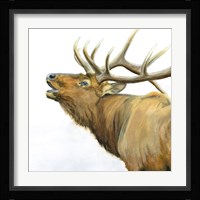 Majestic Elk Brown Crop Fine Art Print