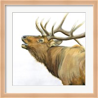 Majestic Elk Brown Crop Fine Art Print