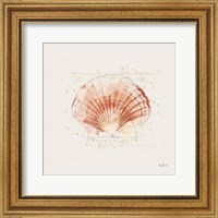Shell Collector IV Fine Art Print