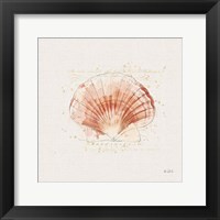 Shell Collector IV Fine Art Print