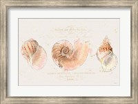 Shell Collector I Fine Art Print