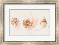 Shell Collector I Fine Art Print