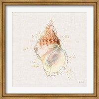 Shell Collector III Fine Art Print