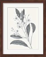 Neutral Botanical V Fine Art Print