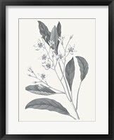 Neutral Botanical V Fine Art Print