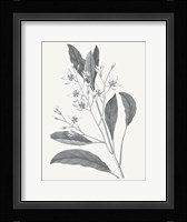 Neutral Botanical V Framed Print