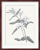Neutral Botanical IV Fine Art Print