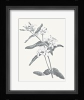 Neutral Botanical IV Framed Print