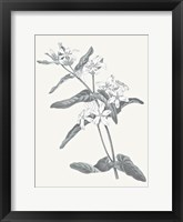Neutral Botanical IV Framed Print