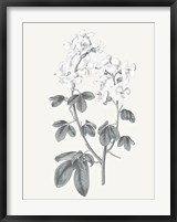 Neutral Botanical III Fine Art Print