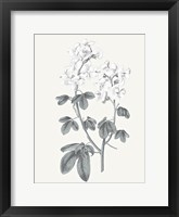 Neutral Botanical III Framed Print
