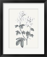 Neutral Botanical III Fine Art Print