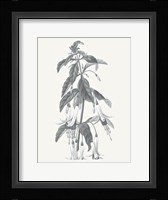 Neutral Botanical I Framed Print