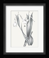 Neutral Botanical II Framed Print