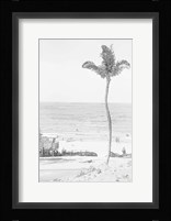 Swaying Palm II Framed Print