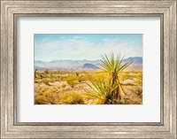 Utah Desert Yucca Fine Art Print