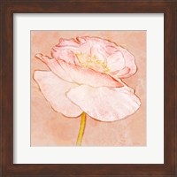Sweet Peach Poppy I Fine Art Print