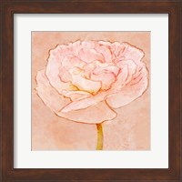 Sweet Peach Poppy II Fine Art Print