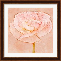 Sweet Peach Poppy II Fine Art Print