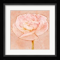 Sweet Peach Poppy II Framed Print