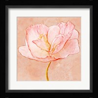 Sweet Peach Poppy III Framed Print