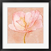 Sweet Peach Poppy III Framed Print