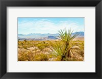 Utah Desert Yucca Fine Art Print