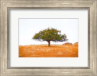 Lone Tree Fine Art Print