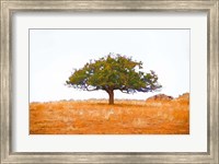 Lone Tree Fine Art Print