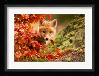 Fox Fine Art Print