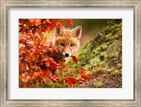 Fox Fine Art Print