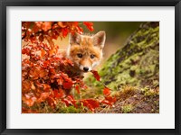 Fox Fine Art Print