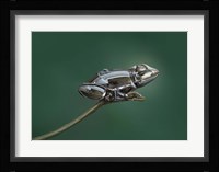 Frog Fine Art Print