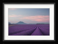 Lavender Field Fine Art Print