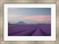 Lavender Field Fine Art Print