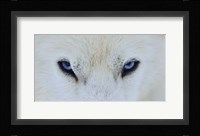 Mirada Azul Fine Art Print