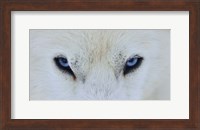 Mirada Azul Fine Art Print