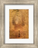 The Tiger In The Tunnel Fine Art Print