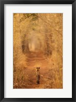 The Tiger In The Tunnel Fine Art Print