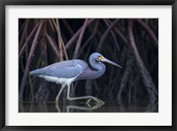 Stalking in The Mangroves Fine Art Print