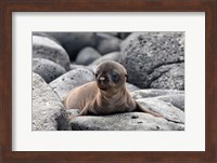 Galapagos Sea Lion Pup Fine Art Print