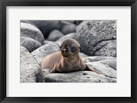 Galapagos Sea Lion Pup Fine Art Print