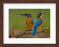 Kingfisher Fine Art Print