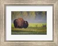Bison In Morning Light Fine Art Print