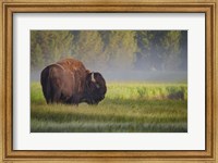 Bison In Morning Light Fine Art Print