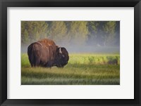 Bison In Morning Light Fine Art Print