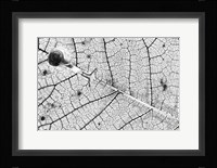 Transparences Fine Art Print