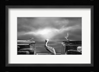 Contemplating the Pelican Fine Art Print