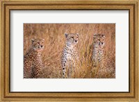 Cheetah Alpine Glow Fine Art Print