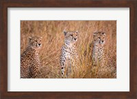 Cheetah Alpine Glow Fine Art Print